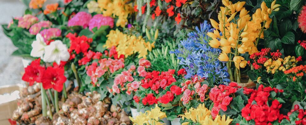 assorted flowers on crates