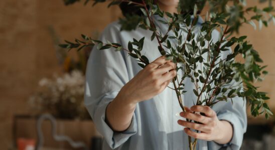 person in white long sleeve shirt holding green plant