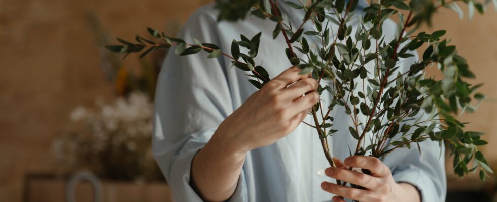 person in white long sleeve shirt holding green plant