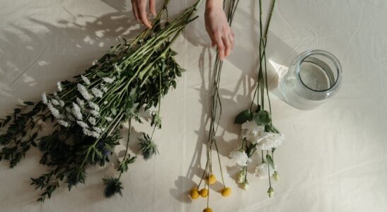 person holding green and white plant