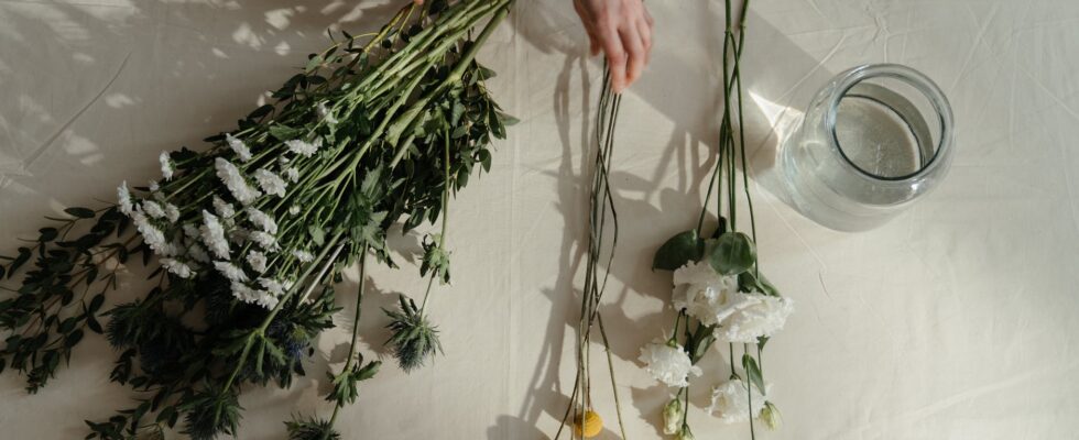 person holding green and white plant