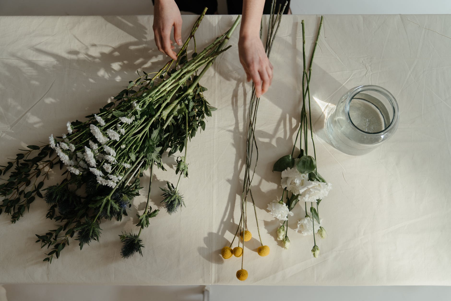 person holding green and white plant