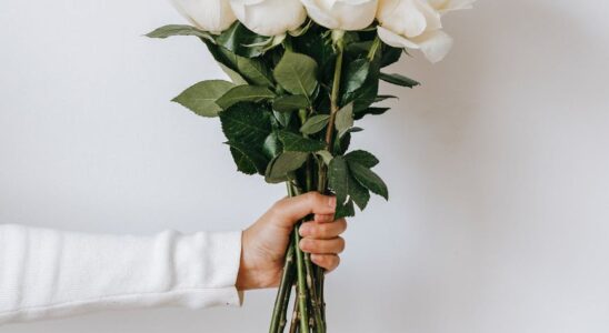 white roses in hand of crop person against white background