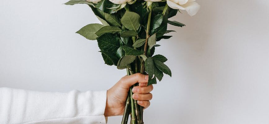 white roses in hand of crop person against white background