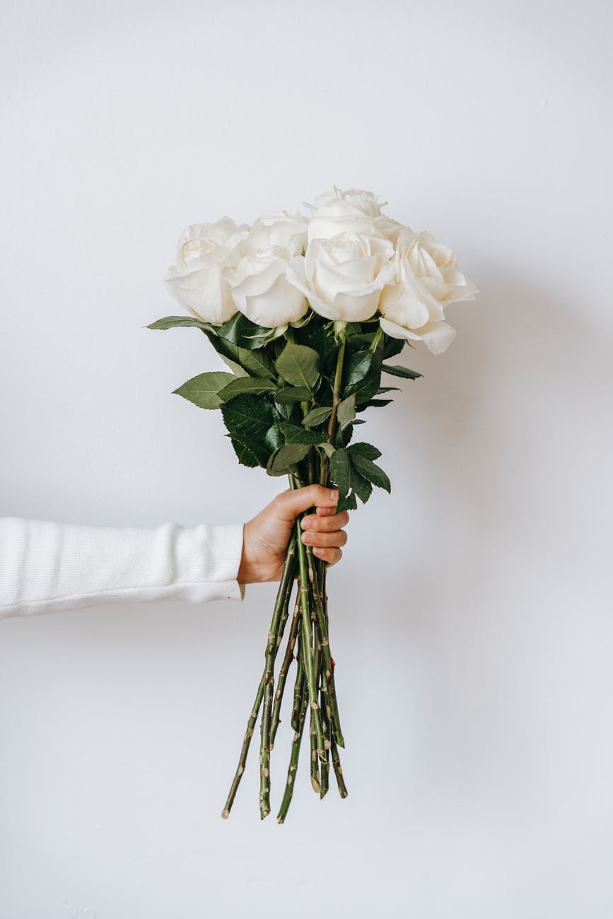 white roses in hand of crop person against white background