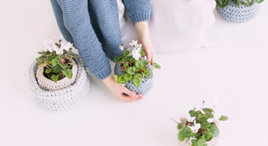 person in blue sweater holding green potted plant