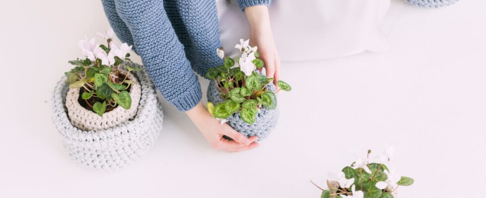 person in blue sweater holding green potted plant