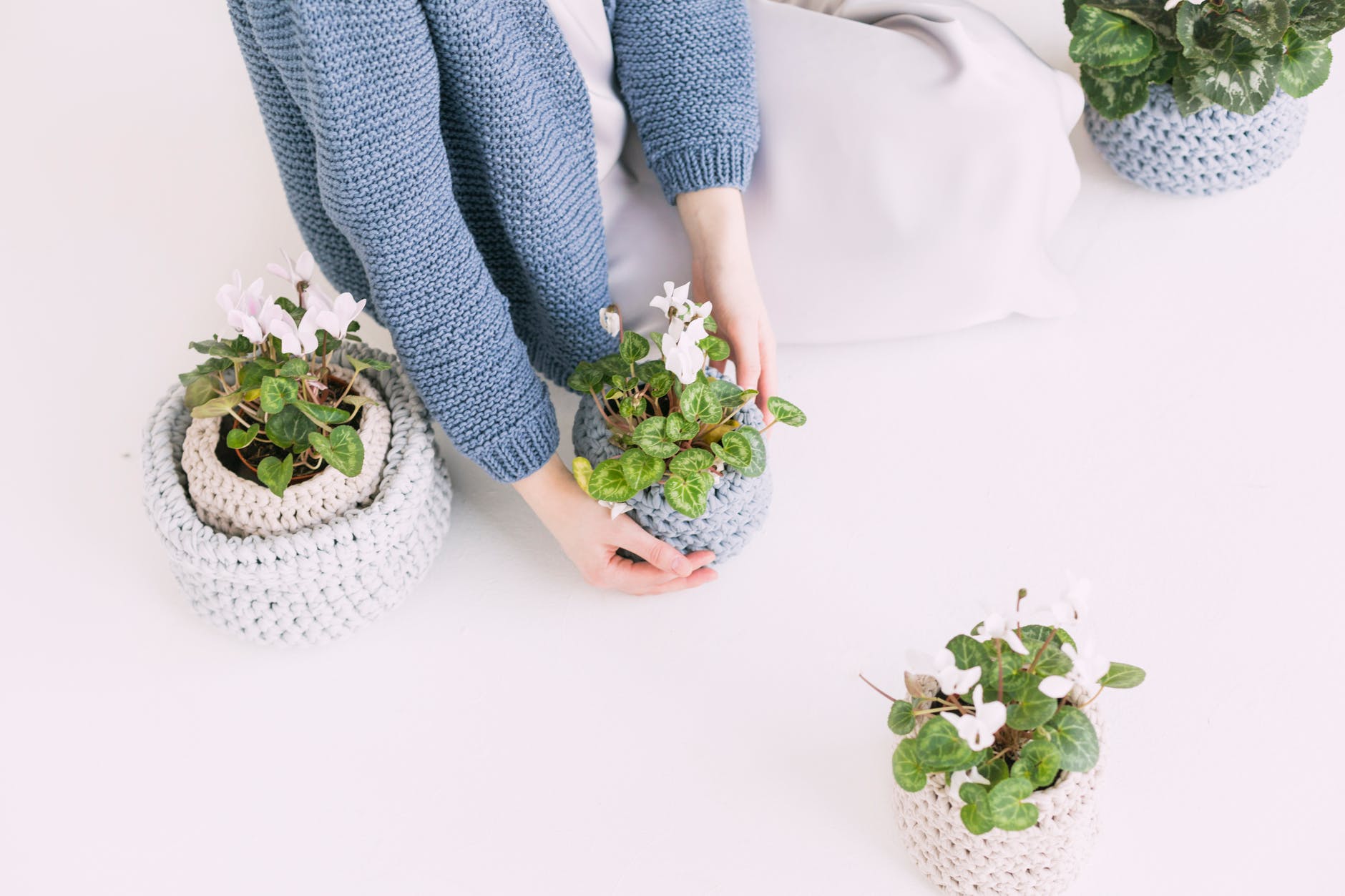 person in blue sweater holding green potted plant