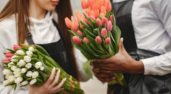 woman in black apron holding white and pink tulips