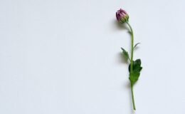 purple petaled flower on white surface