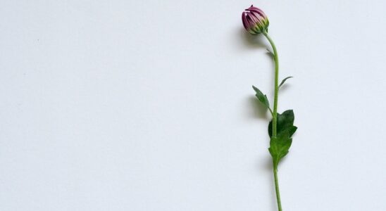 purple petaled flower on white surface