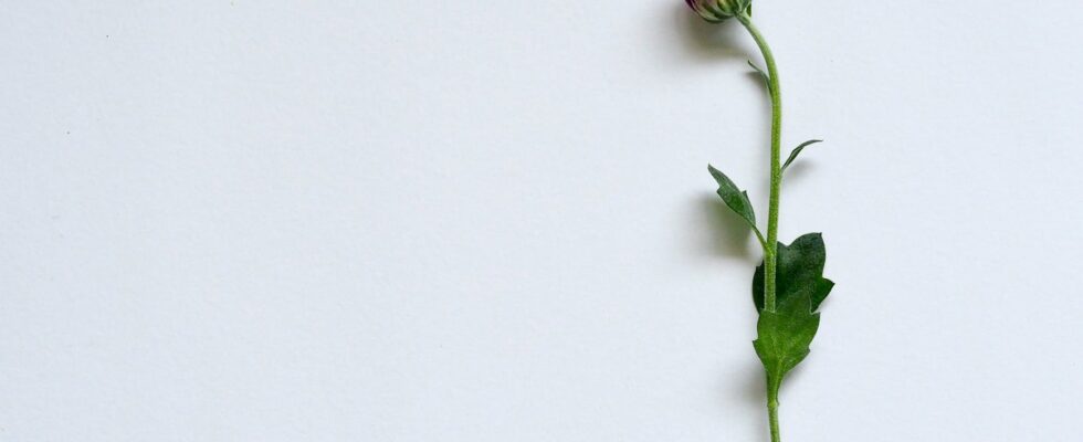 purple petaled flower on white surface