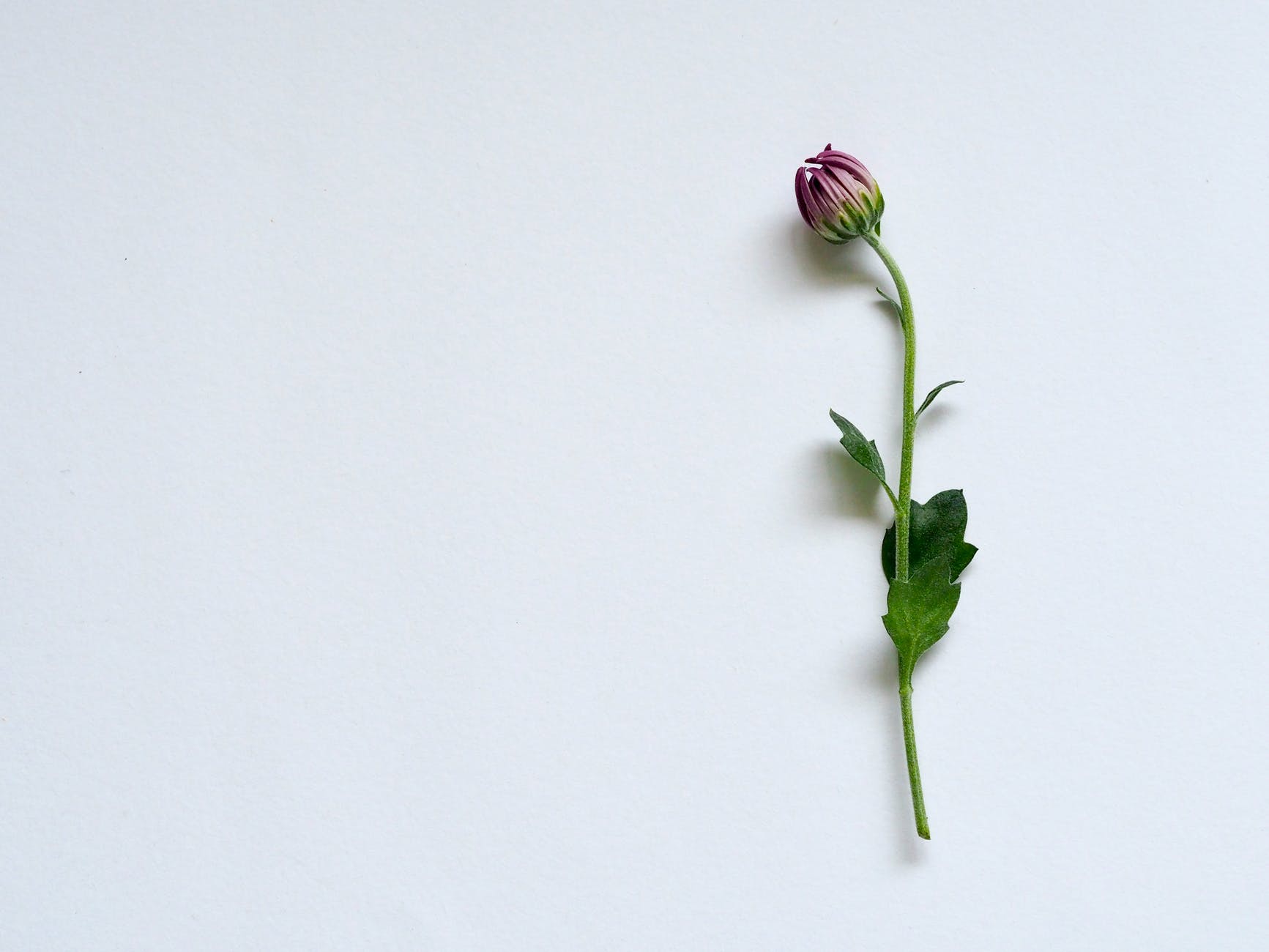 purple petaled flower on white surface