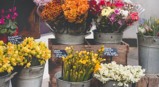 photo of flowers on bucket