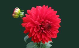 red dahlia flower