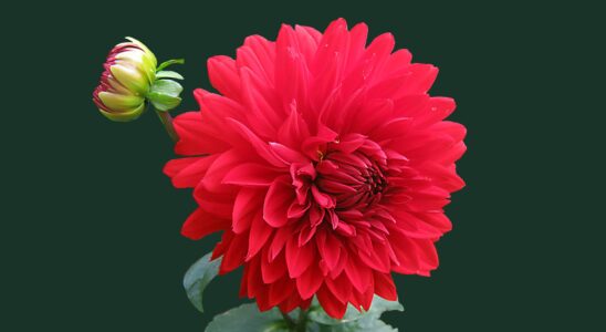 red dahlia flower