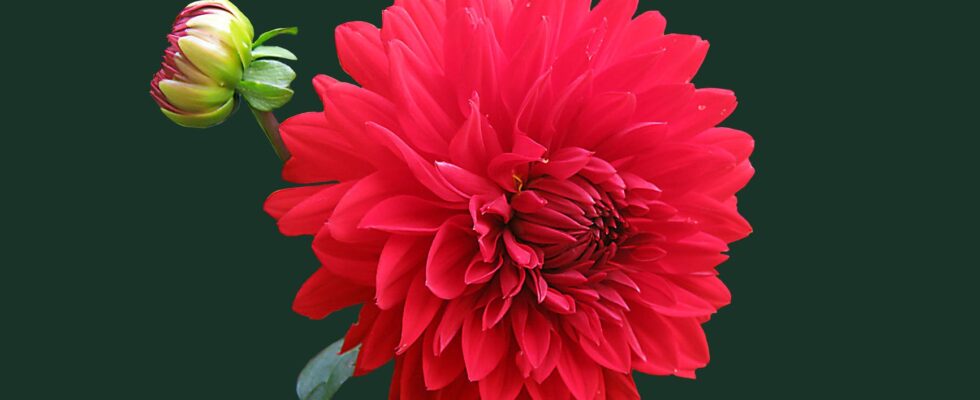 red dahlia flower