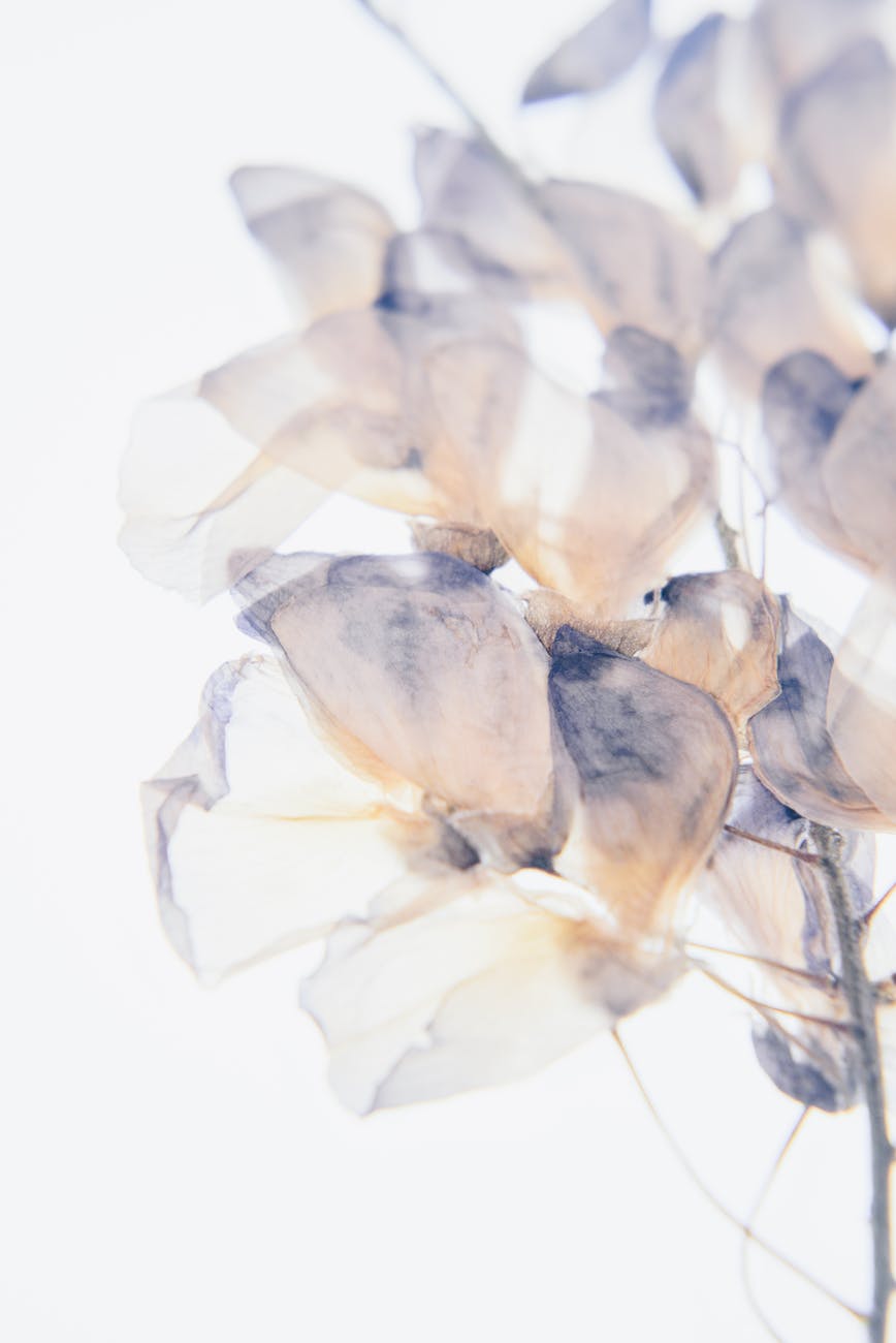 white petaled flowers