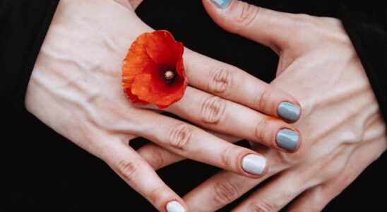 person holding red petaled flower between his finger