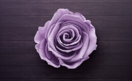 purple rose on wooden surface