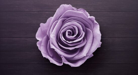 purple rose on wooden surface