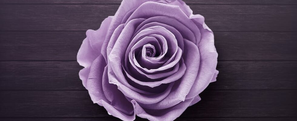 purple rose on wooden surface