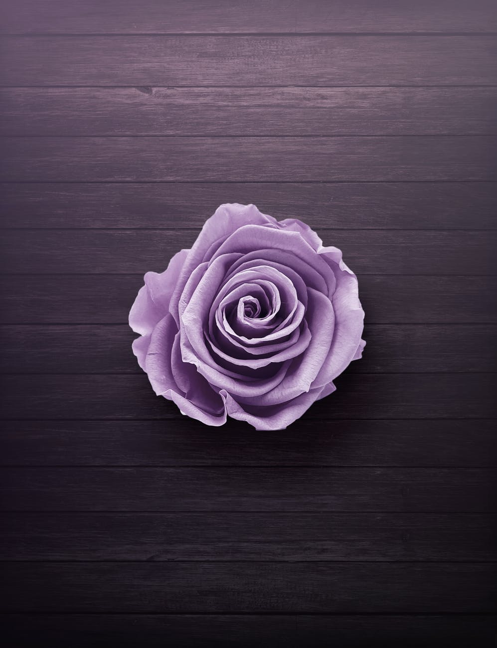 purple rose on wooden surface